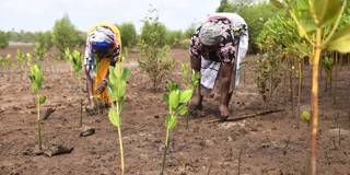 terzi_SIMON MAINAAFP via Getty Images_kenya afforestation